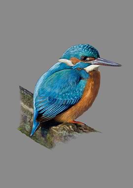 Common kingfisher