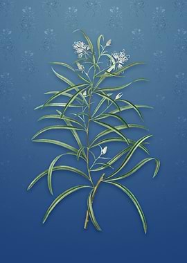 Narrow Leaf Spider Flower