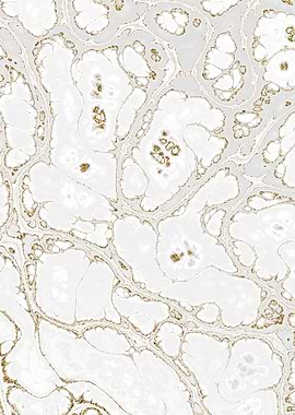 Luxury White Marble 08