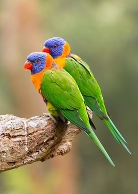 Rainbow Lorikeet Couple