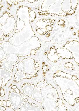 Luxury White Marble 04