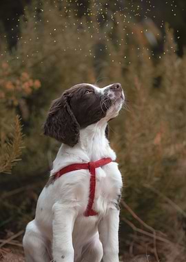 Springer Spaniel puppy