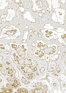 Luxury White Marble 07