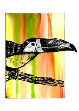 Curious Toucan