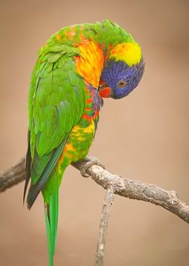 Rainbow Lorikeet on branch