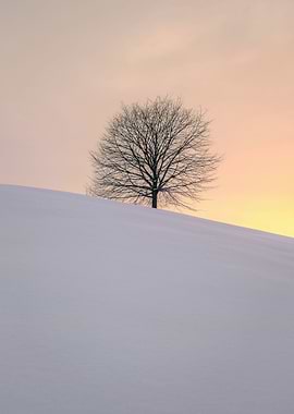 Lone Tree