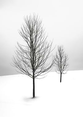 Lone Trees