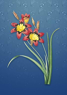 Vintage Ixia Tricolore