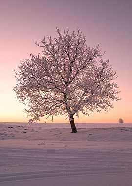 Lone Tree