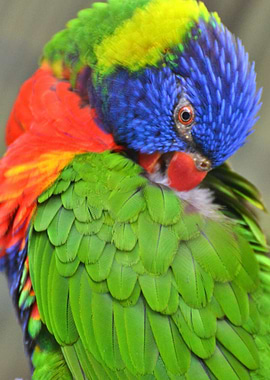 Rainbow Lorikeet