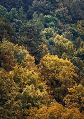 Colorful autumn trees