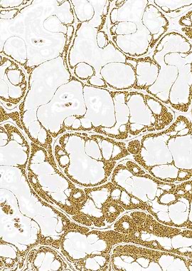 Luxury White Marble 12