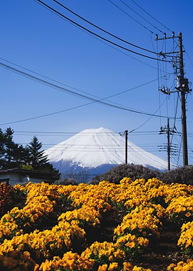 Yamanashi prefecture