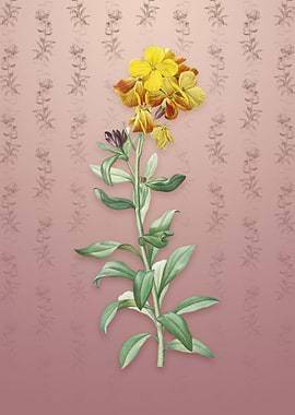 Yellow Wallflower Bloom