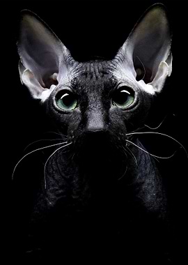 Sphynx Cat Animal