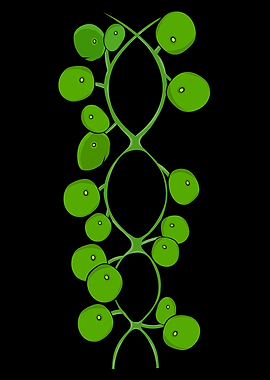 Chinsese Money Plant