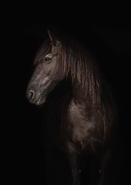 horse black left