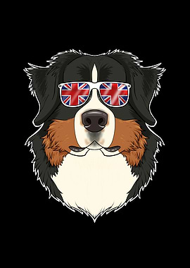 Bernese Mountain Dog UK