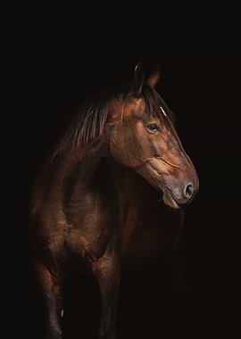 horse black right
