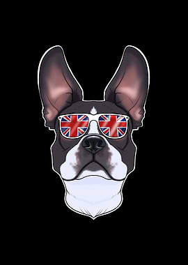 Boston Terrier UK