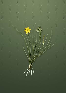 Golden Blue eyed Grass