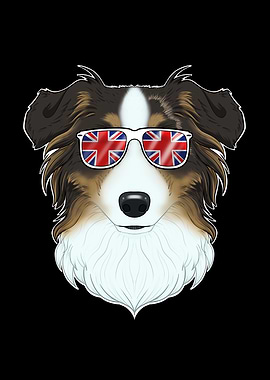 Australian Shepherd UK
