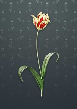 Vintage Didiers Tulip