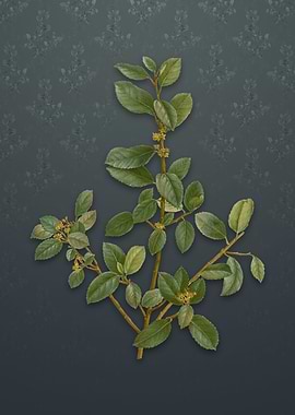 Vintage Italian Buckthorn