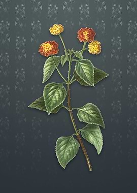 Tickberry on Slate Gray