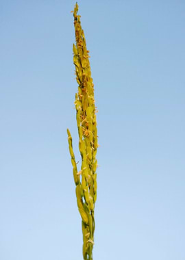 Cultivation of paddy