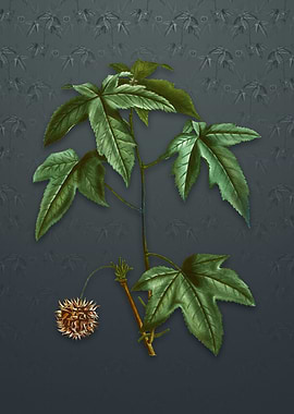 Vintage American Sweetgum