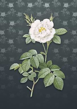 White Rose on Slate Gray