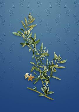 Goji Berry on Bahama Blue