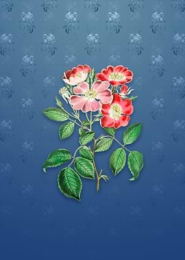 Vintage Rose Clare Flower