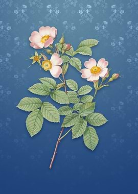 Short Styled Field Rose