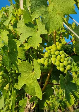 beautiful grape in vines