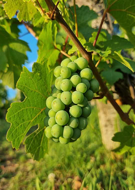 vine grape with leaf