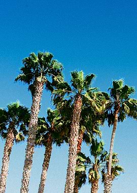 palm trees watercolor