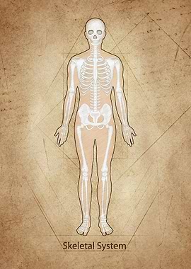 Skeletal System