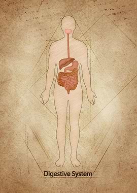 Digestive System