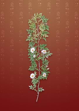 Vintage Cuspidate Rose