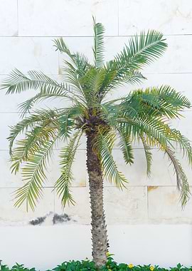 Morrocan Palm Vibes 1
