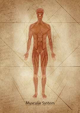 Muscular System