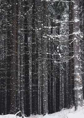 Frozen Forest