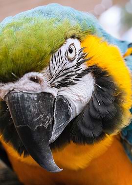cranky parrot