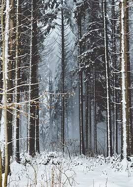 Frozen Forest