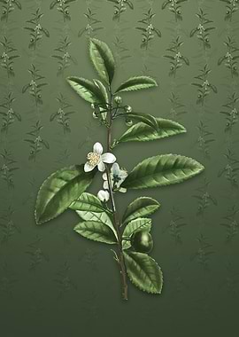 Tea Tree on Lunar Green