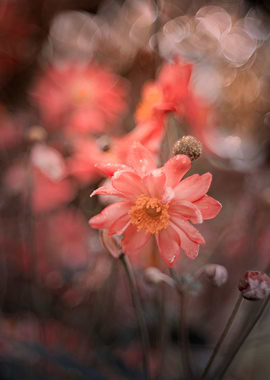 Autumn anemones, macro