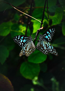 Butterfly Animal