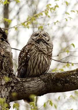 Barred owl close up